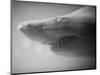 Shark Mouth-Henry Horenstein-Mounted Photographic Print