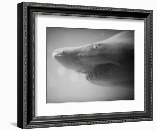 Shark Mouth-Henry Horenstein-Framed Photographic Print
