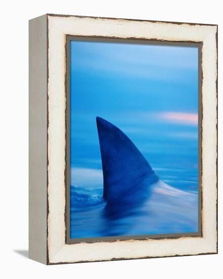 Shark's Dorsal Fin Cutting Surface of Water-Randy Faris-Framed Premier Image Canvas