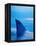 Shark's Dorsal Fin Cutting Surface of Water-Randy Faris-Framed Premier Image Canvas