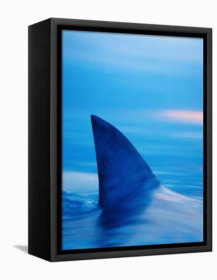 Shark's Dorsal Fin Cutting Surface of Water-Randy Faris-Framed Premier Image Canvas