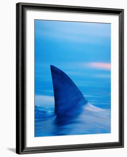 Shark's Dorsal Fin Cutting Surface of Water-Randy Faris-Framed Photographic Print