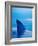 Shark's Dorsal Fin Cutting Surface of Water-Randy Faris-Framed Photographic Print