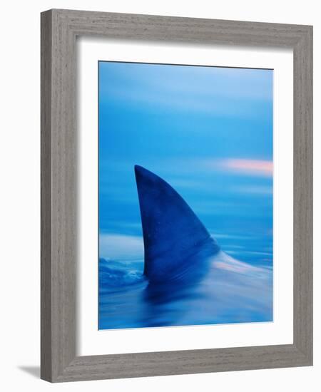 Shark's Dorsal Fin Cutting Surface of Water-Randy Faris-Framed Photographic Print