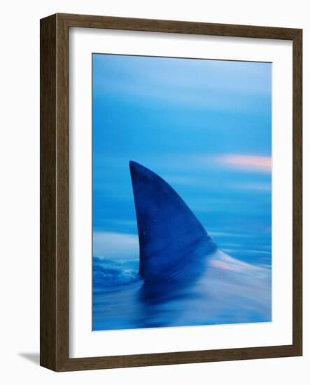 Shark's Dorsal Fin Cutting Surface of Water-Randy Faris-Framed Photographic Print