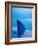 Shark's Dorsal Fin Cutting Surface of Water-Randy Faris-Framed Photographic Print