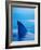 Shark's Dorsal Fin Cutting Surface of Water-Randy Faris-Framed Photographic Print