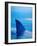 Shark's Dorsal Fin Cutting Surface of Water-Randy Faris-Framed Photographic Print