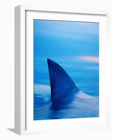 Shark's Dorsal Fin Cutting Surface of Water-Randy Faris-Framed Photographic Print