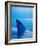 Shark's Dorsal Fin Cutting Surface of Water-Randy Faris-Framed Photographic Print