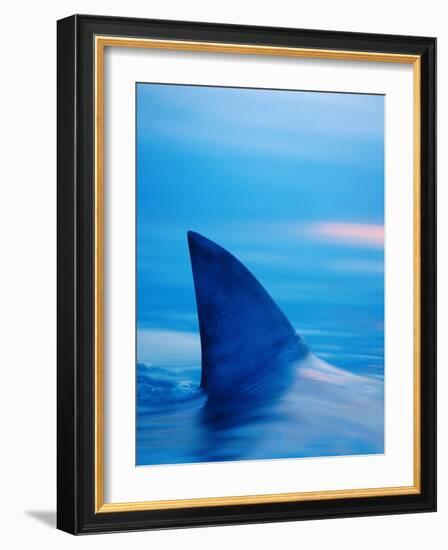 Shark's Dorsal Fin Cutting Surface of Water-Randy Faris-Framed Photographic Print