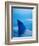 Shark's Dorsal Fin Cutting Surface of Water-Randy Faris-Framed Photographic Print