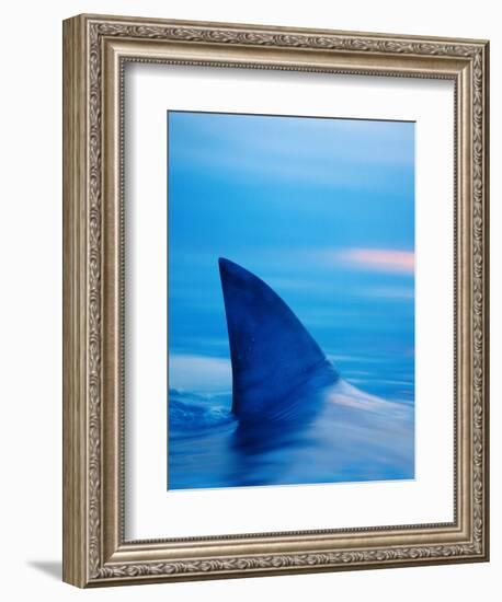 Shark's Dorsal Fin Cutting Surface of Water-Randy Faris-Framed Photographic Print