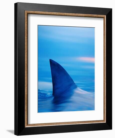 Shark's Dorsal Fin Cutting Surface of Water-Randy Faris-Framed Photographic Print