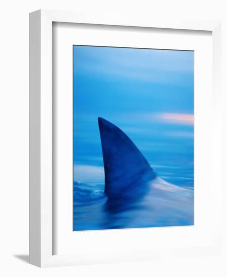 Shark's Dorsal Fin Cutting Surface of Water-Randy Faris-Framed Photographic Print