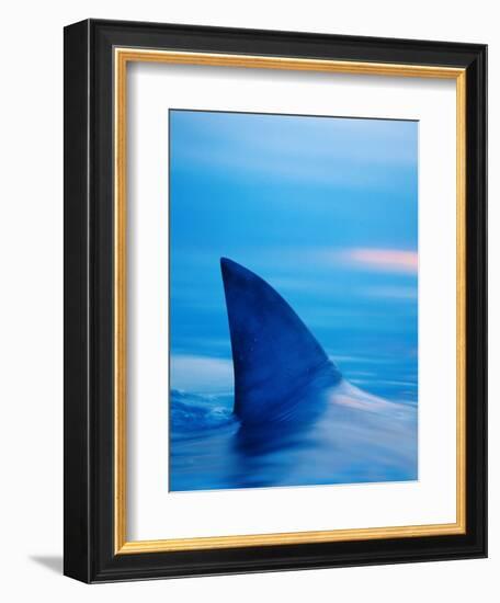 Shark's Dorsal Fin Cutting Surface of Water-Randy Faris-Framed Photographic Print