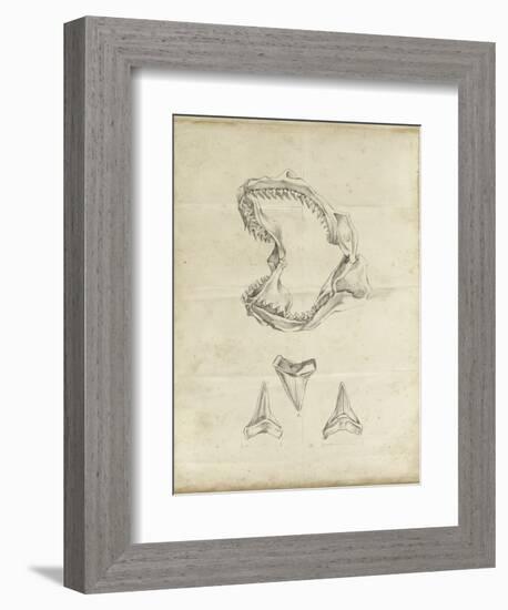 Shark Study II-Ethan Harper-Framed Art Print