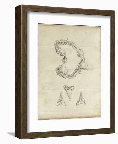 Shark Study II-Ethan Harper-Framed Art Print