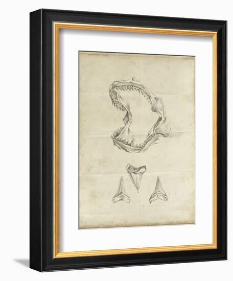 Shark Study II-Ethan Harper-Framed Art Print