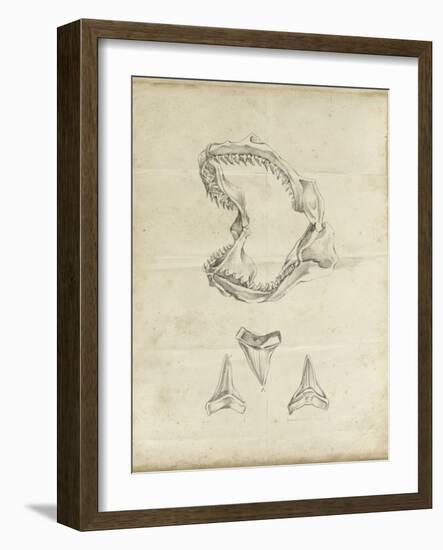 Shark Study II-Ethan Harper-Framed Art Print