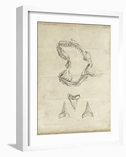 Shark Study II-Ethan Harper-Framed Art Print