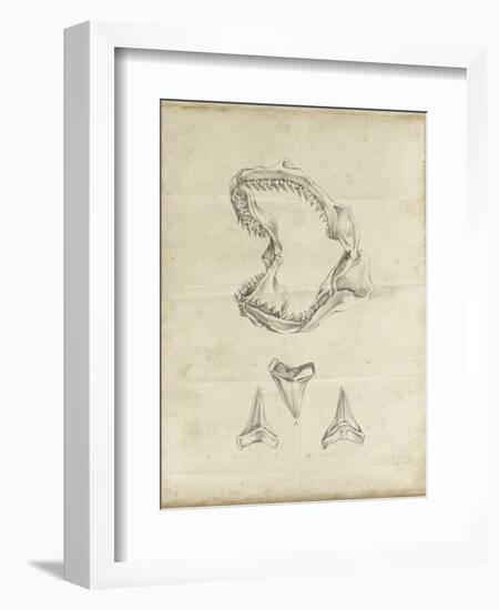 Shark Study II-Ethan Harper-Framed Premium Giclee Print
