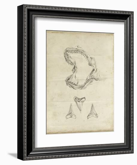 Shark Study II-Ethan Harper-Framed Premium Giclee Print