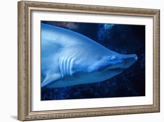 Shark-Karyn Millet-Framed Photographic Print