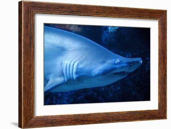 Shark-Karyn Millet-Framed Photographic Print