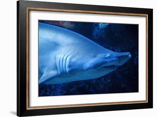 Shark-Karyn Millet-Framed Photographic Print