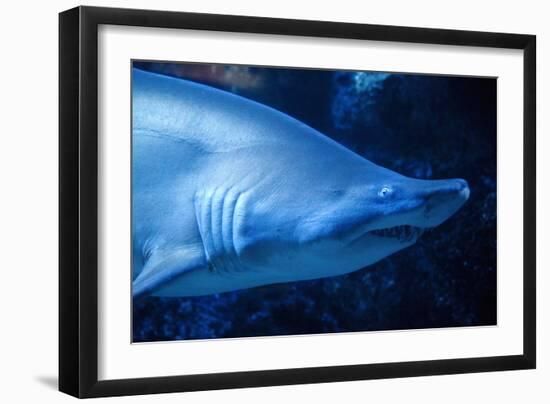 Shark-Karyn Millet-Framed Photographic Print