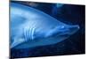 Shark-Karyn Millet-Mounted Photographic Print