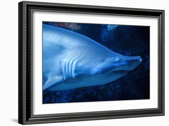 Shark-Karyn Millet-Framed Photographic Print