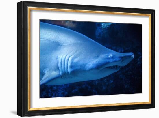 Shark-Karyn Millet-Framed Photographic Print