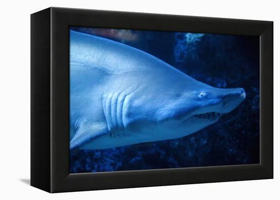 Shark-Karyn Millet-Framed Premier Image Canvas