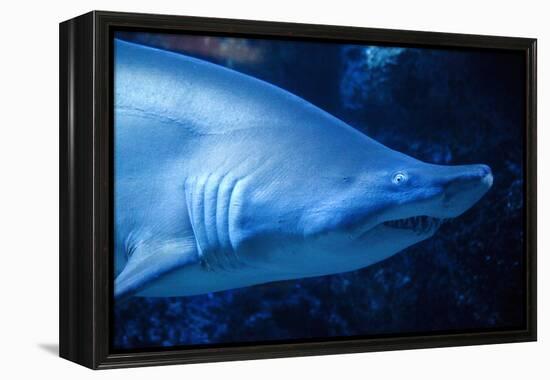 Shark-Karyn Millet-Framed Premier Image Canvas