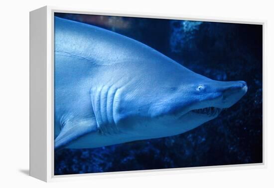 Shark-Karyn Millet-Framed Premier Image Canvas
