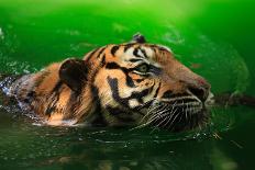 Bengal Tiger Panthera Tigris Tigris Swimming in the Lake-Sharkawi Che Din-Photographic Print