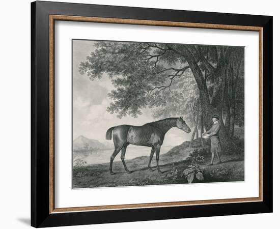 Sharke, Engraved by George Townley Stubbs (1756-1815) Pub. 1794-George Stubbs-Framed Giclee Print
