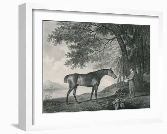 Sharke, Engraved by George Townley Stubbs (1756-1815) Pub. 1794-George Stubbs-Framed Giclee Print