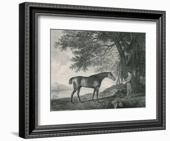 Sharke, Engraved by George Townley Stubbs (1756-1815) Pub. 1794-George Stubbs-Framed Giclee Print