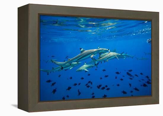 Sharks and Fish Swimming Underwater, Tahiti, French Polynesia-null-Framed Premier Image Canvas