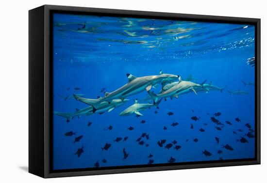 Sharks and Fish Swimming Underwater, Tahiti, French Polynesia-null-Framed Premier Image Canvas