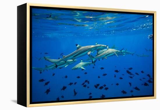 Sharks and Fish Swimming Underwater, Tahiti, French Polynesia-null-Framed Premier Image Canvas