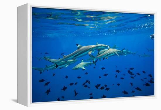 Sharks and Fish Swimming Underwater, Tahiti, French Polynesia-null-Framed Premier Image Canvas