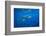 Sharks and Fish Swimming Underwater, Tahiti, French Polynesia-null-Framed Photographic Print