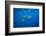 Sharks and Fish Swimming Underwater, Tahiti, French Polynesia-null-Framed Photographic Print
