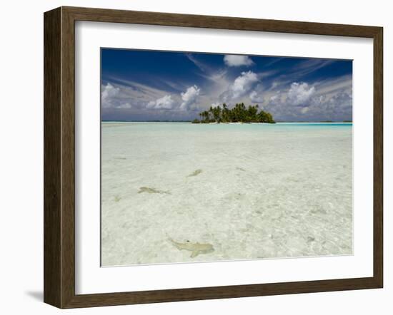 Sharks, Blue Lagoon, Rangiroa, Tuamotu Archipelago, French Polynesia Islands-Sergio Pitamitz-Framed Photographic Print