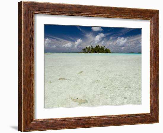 Sharks, Blue Lagoon, Rangiroa, Tuamotu Archipelago, French Polynesia Islands-Sergio Pitamitz-Framed Photographic Print