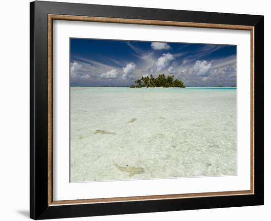 Sharks, Blue Lagoon, Rangiroa, Tuamotu Archipelago, French Polynesia Islands-Sergio Pitamitz-Framed Photographic Print